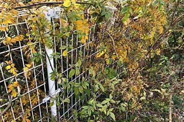 つる取り除き作業